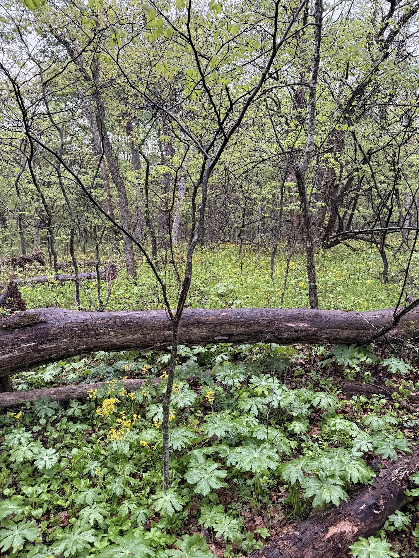 A winding dirt path through the tall trees of the forest