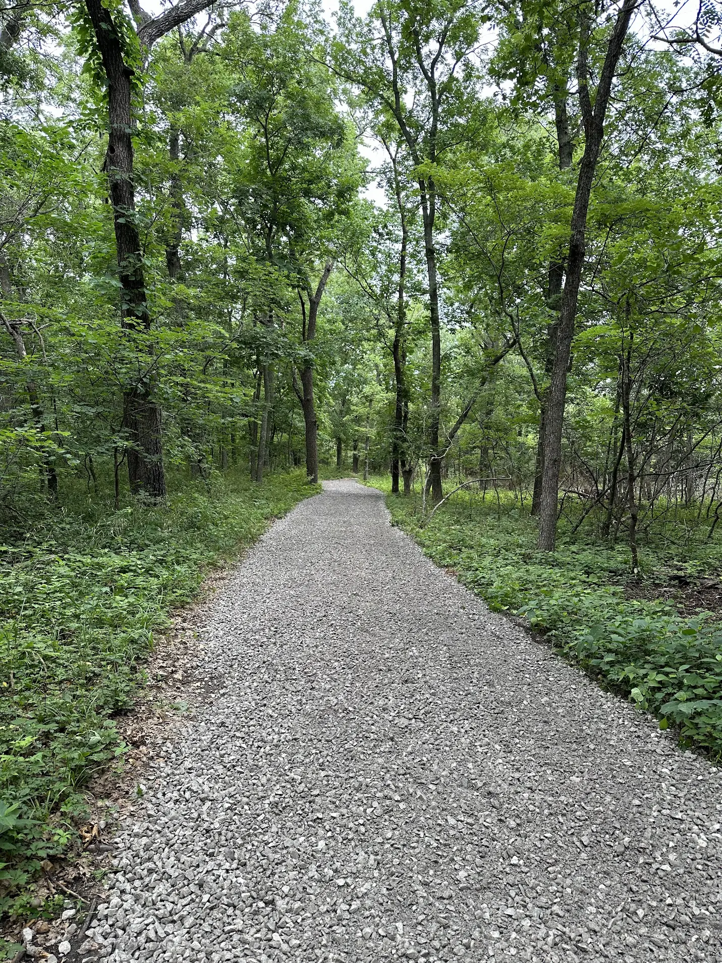 Gravel trail through the lush forest